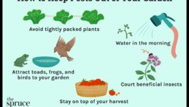 Dārza nostiprināšana: turiet kaitēkļus līcī