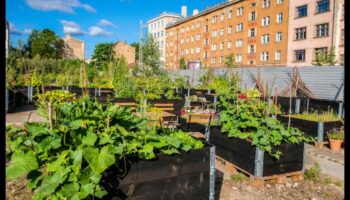 Audzējiet jebkur: plaukstošas ​​pilsētas dārzkopības idejas