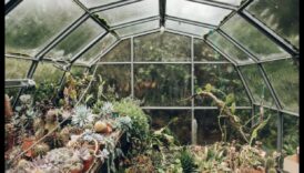 Botāniskais skaistums: ceļojums caur mūsu siltumnīcu