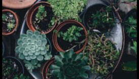 Kabatas izmēra apstādījumi: iekštelpu dārzu prieka atklāšana