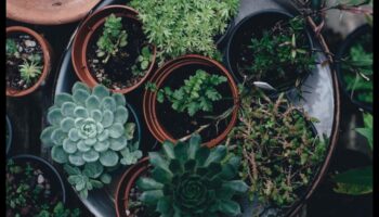 Kabatas izmēra apstādījumi: iekštelpu dārzu prieka atklāšana