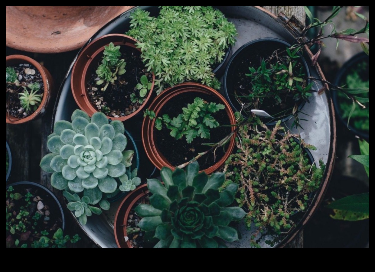 Kabatas izmēra apstādījumi: iekštelpu dārzu prieka atklāšana