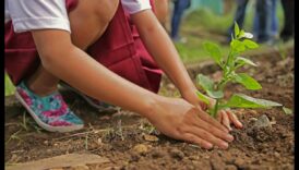 Zaļāk kopā: sadarbības prakse optimālai dārza uzturēšanai