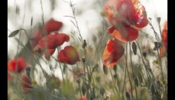 Ziedošs spožums: pārdomātas dārza kopšanas dzeja